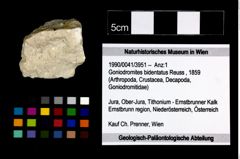 Foto (Objekt + Etikett) von Goniodromites bidentatus (Reuss, 1859)  (NHMW-GEO-1990-0041-3951)